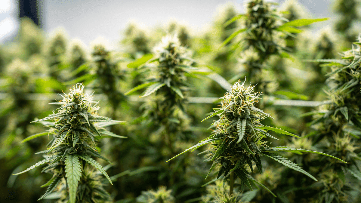 Síndrome poco conocida expone impactos del uso crónico de cannabis en la salud