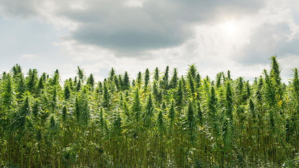 RDC para cultivo medicinal: quando o avanço regulatório ainda carrega fronteiras invisíveis