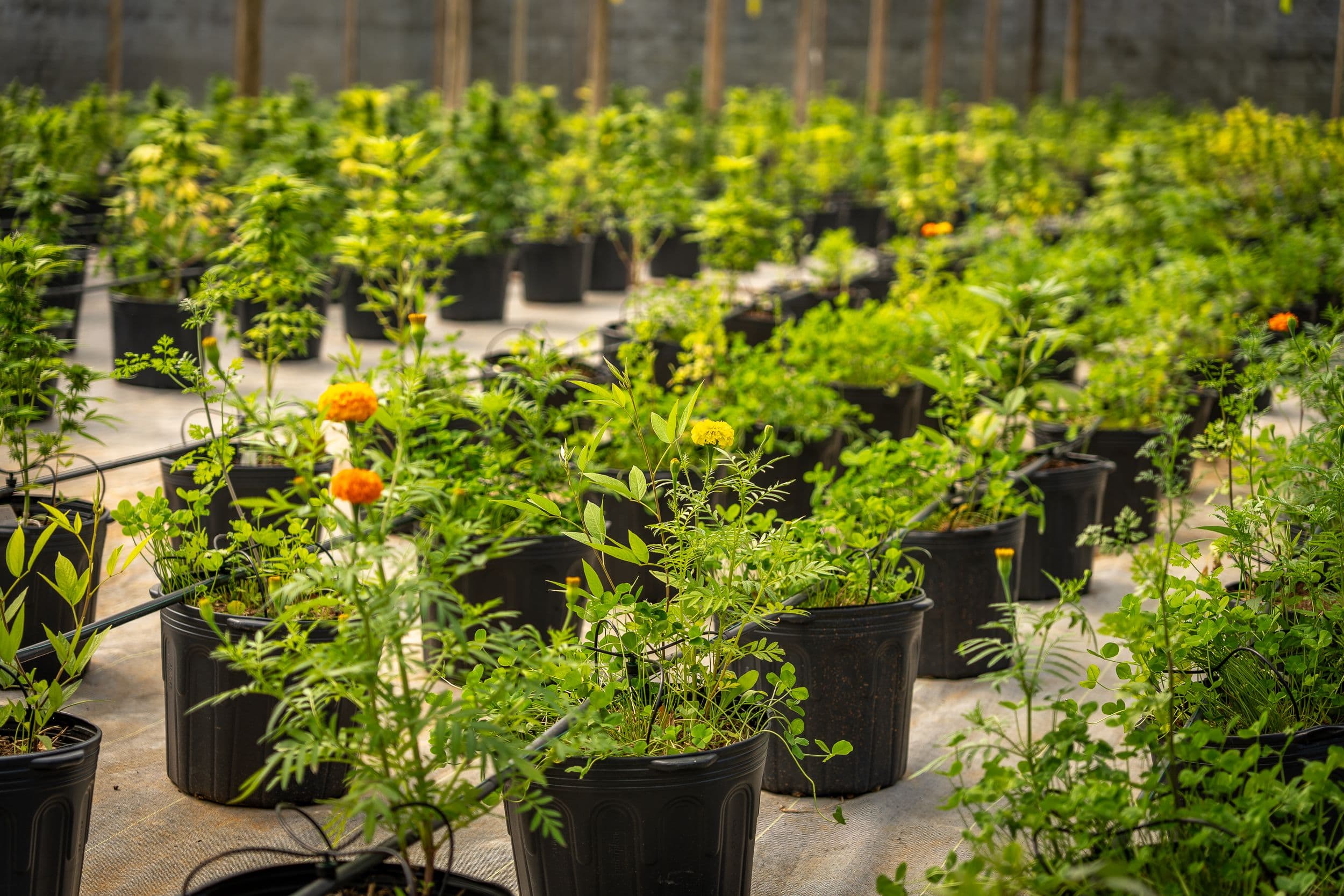 Movimento pró-cannabis medicinal cobra regulamentação de lei já aprovada em SC