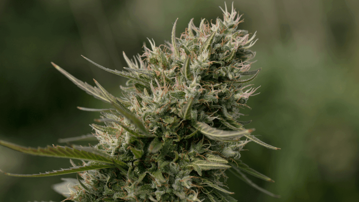 ¿Flor masculina en cannabis? Entiende por qué aparece y qué hacer