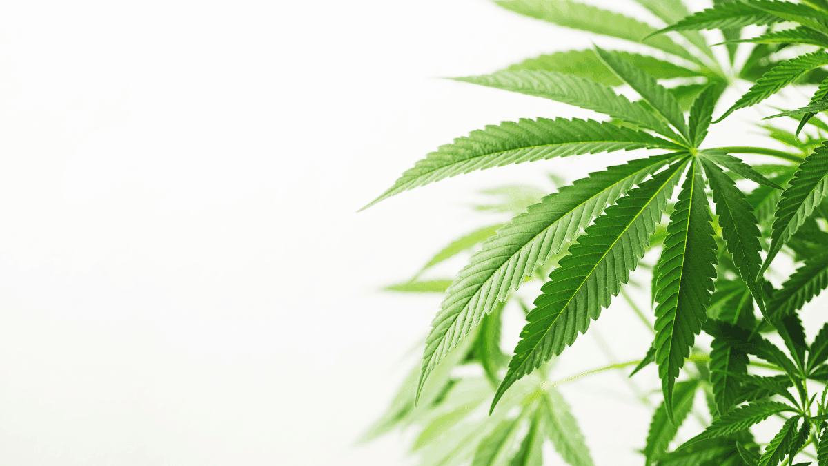 Hojas de cannabis, antes tratadas como residuo, pueden esconder potencial medicinal inexplorado