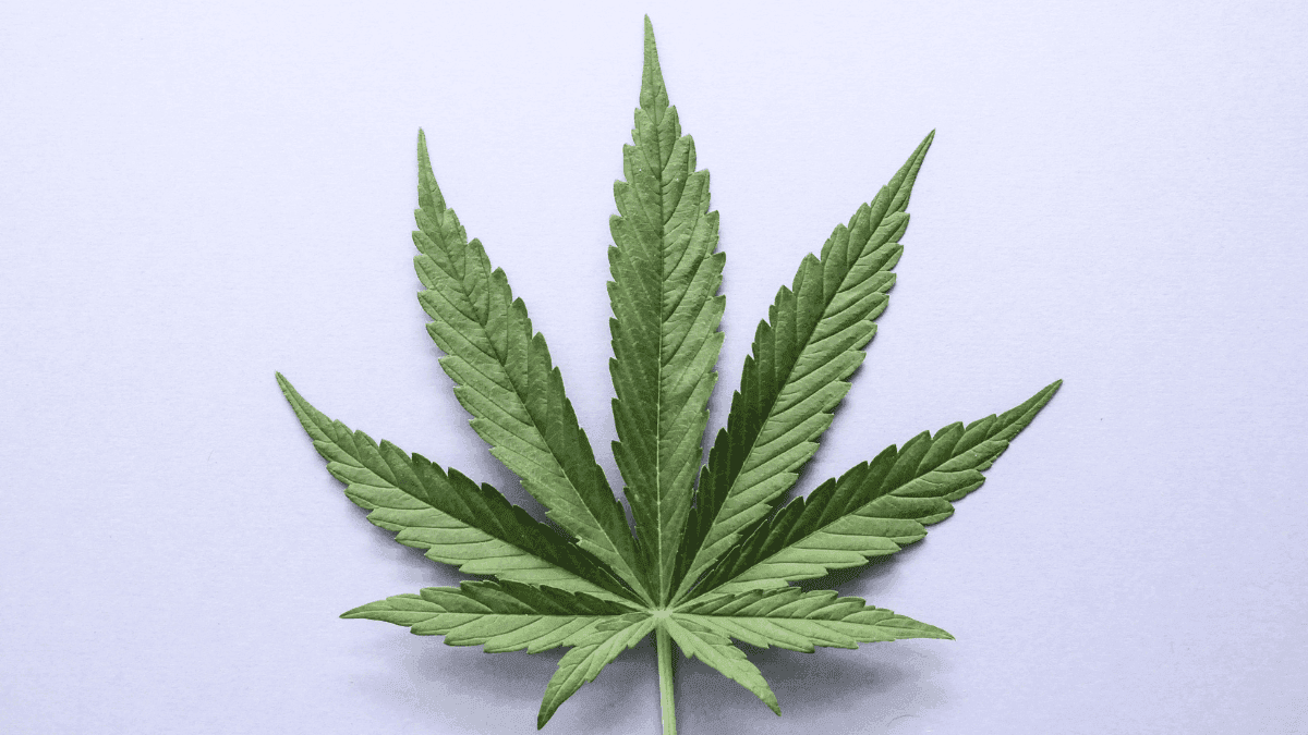 Reino Unido divulga primeiro guia oficial para atuação policial sobre cannabis medicinal