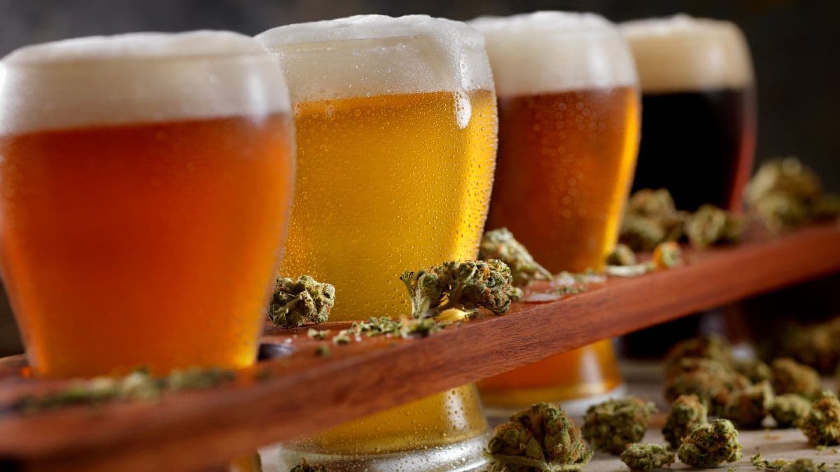Bebidas de cannabis: o que son, cuáles son y dónde están. Consulta la lista