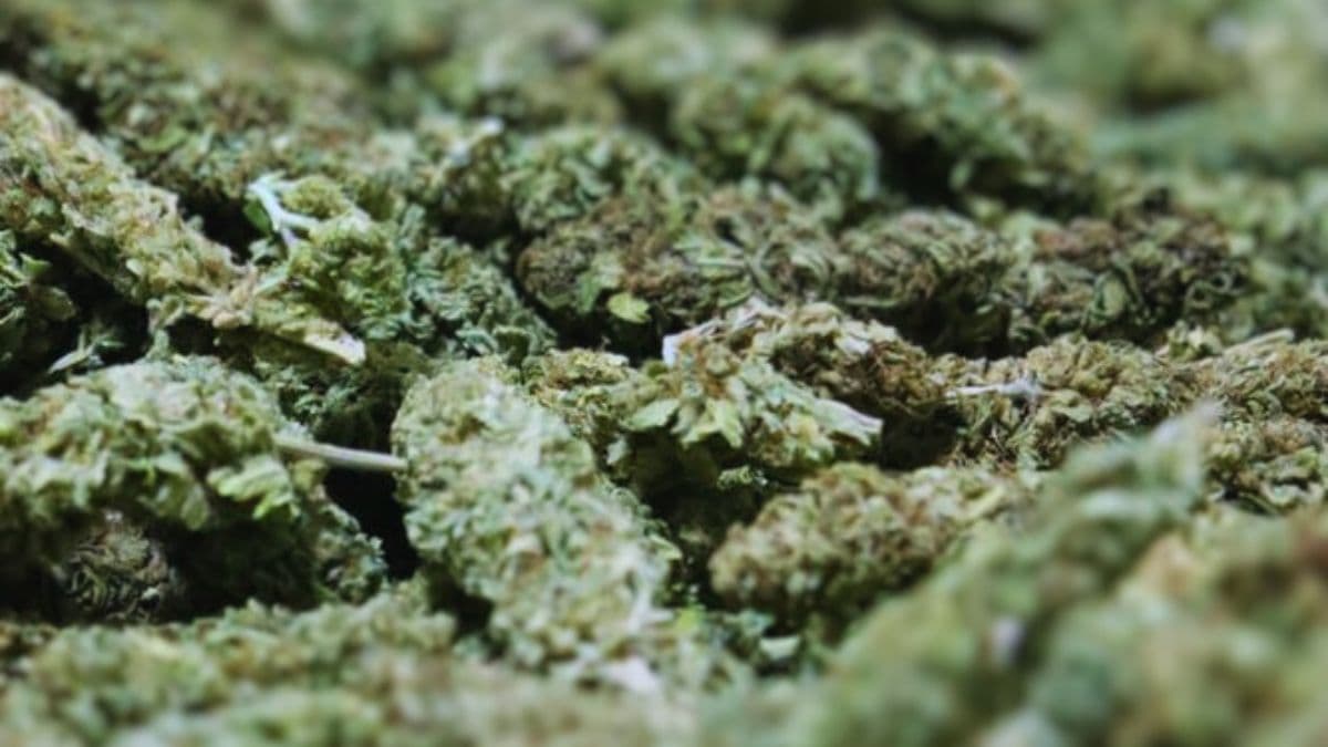 Paraguai exporta cannabis industrial pela primeira vez e fecha contrato milionário com a Suíça