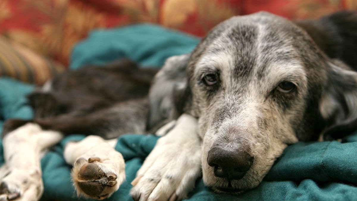 Estudio prueba LSD para tratar la ansiedad en perros mayores