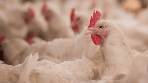 Imagem da noticia: Marruecos evalúa el uso de cáñamo en la alimentación de aves para reducir antibióticos