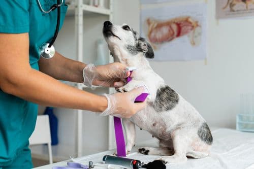Câncer Animal