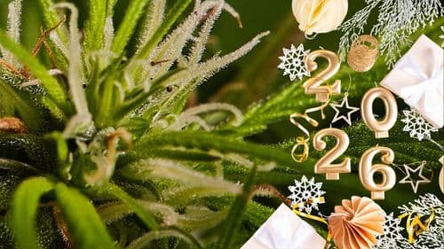Imagem da noticia: The Year of Cannabis: trends and projections for the market in 2026