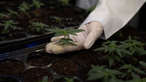 Anvisa recibe estudios sobre cultivo de Cannabis hasta el 12 de diciembre