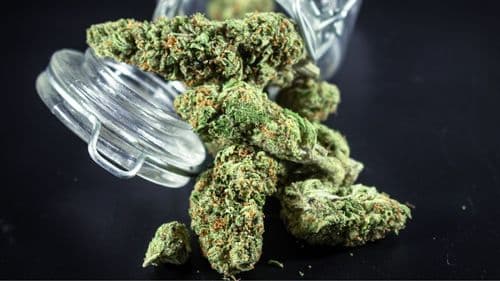 Imagem da noticia: Government invests nearly R$ 400,000 to analyze impact of STF decision on marijuana possession
