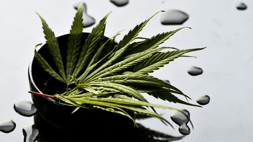Imagem da noticia: Estudio señala alivio sostenido de la depresión resistente con cannabis medicinal