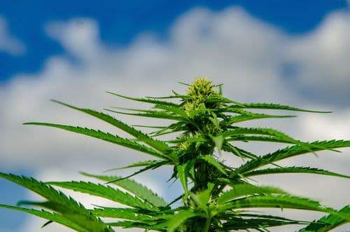 Imagem da noticia: Libro revela el poder terapéutico de la cannabis y refuerza a Portugal como polo global del sector