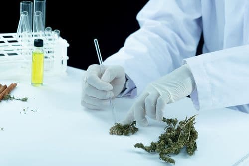 CBDA e CBD: Qual é a diferença? 