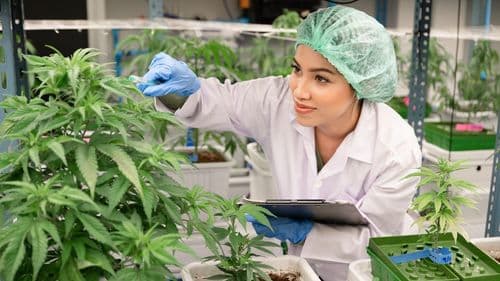 Imagem da noticia: Anvisa propone reglas estrictas para el cultivo de cannabis destinado a la investigación en Brasil