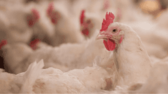 Marruecos evalúa el uso de cáñamo en la alimentación de aves para reducir antibióticos