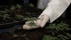 Canadienses ven en el cannabis un pilar de la economía moderna