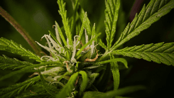 Uso de cannabis crece en Brasil y avanza entre adolescentes del sexo femenino