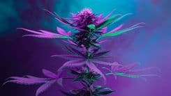 Cannabis rica en CBG se somete a una evaluación sin precedentes en la CTNBio