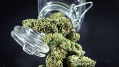 Legal Cannabis in Germany Reduces Illicit Market by Nearly 90%