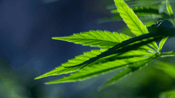 Investigación sugiere que el CBD puede actuar contra el crecimiento de células tumorales
