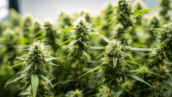 Síndrome poco conocida expone impactos del uso crónico de cannabis en la salud