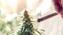 Exalar olor a cannabis puede convertirse en un problema en EE. UU.: el Senado de Arizona aprueba medidas sobre olor y humo
