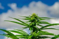 Libro revela el poder terapéutico de la cannabis y refuerza a Portugal como polo global del sector