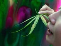 ¿Qué sucede cuando se usan marihuana y psicodélicos juntos?