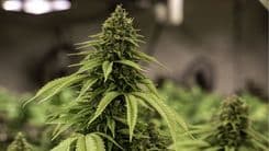 43º CIOSP debate el futuro de las terapias cannabinoides en Odontología