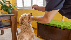 Una mirada a las enfermedades de mascotas tratables con cannabis