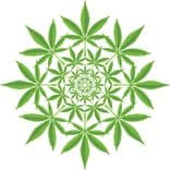 ¿Puede el cannabis inducir un estado psicodélico? Descubre lo que descubrieron los investigadores