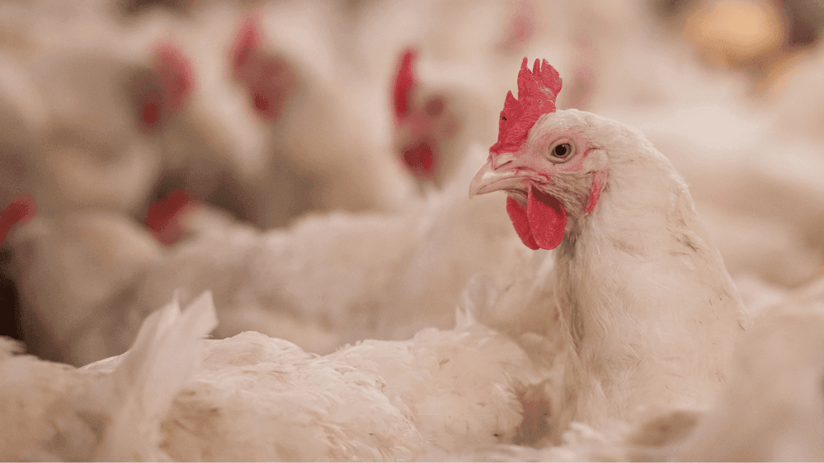 Marruecos evalúa el uso de cáñamo en la alimentación de aves para reducir antibióticos