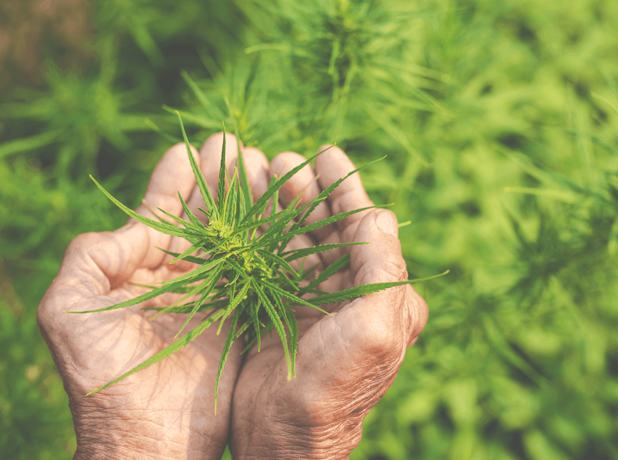 Cáñamo como agente en la regeneración y descontaminación del suelo