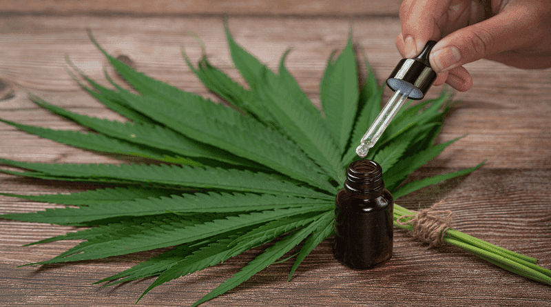 Paraguai avança rumo à legalização controlada da cannabis: um debate econômico e social