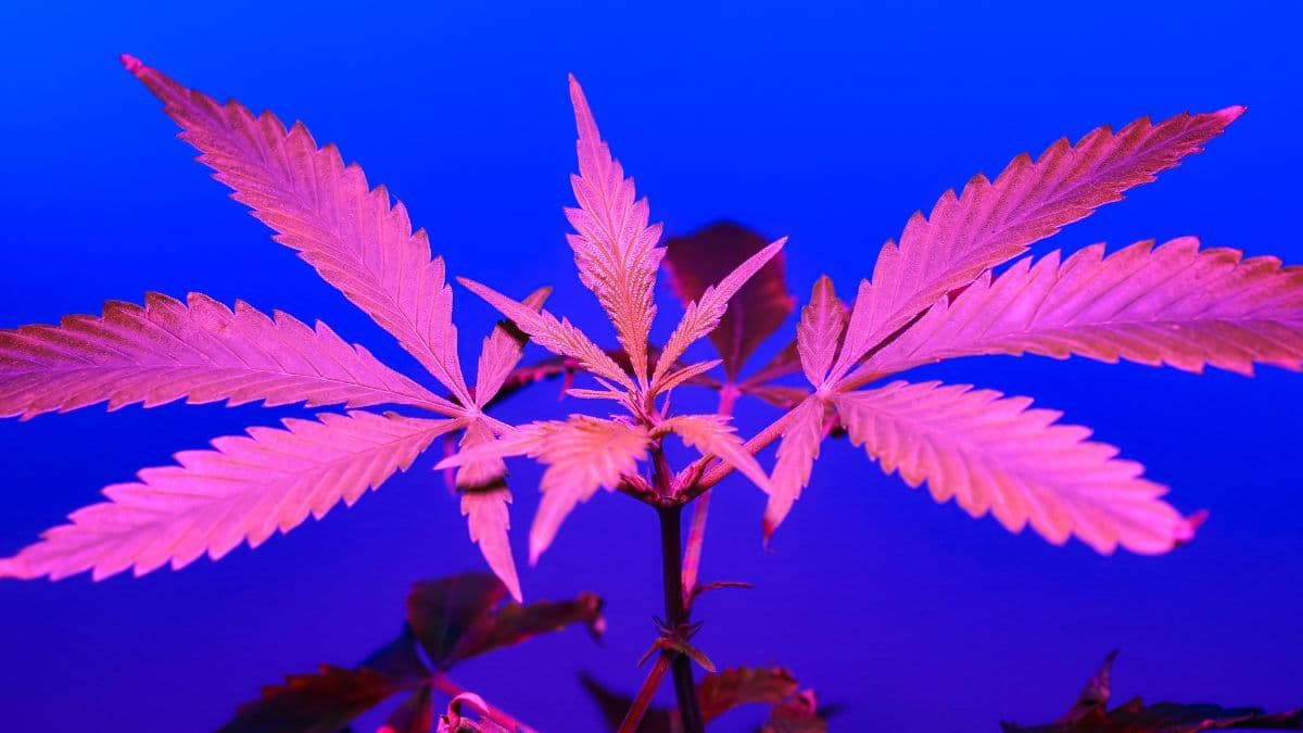 Austrália investiga controle de receitas e plataformas digitais