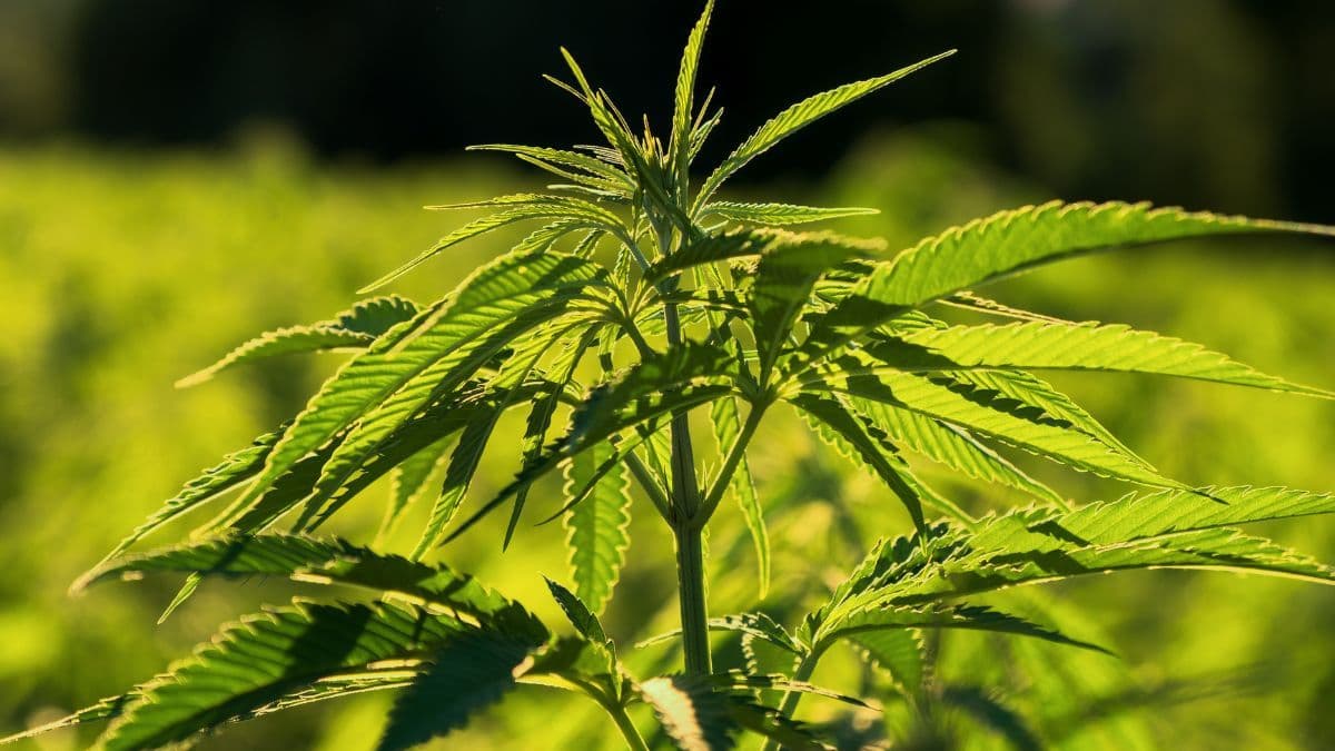 Nova pesquisa indica que 88% dos americanos defendem cannabis medicinal ou recreativa