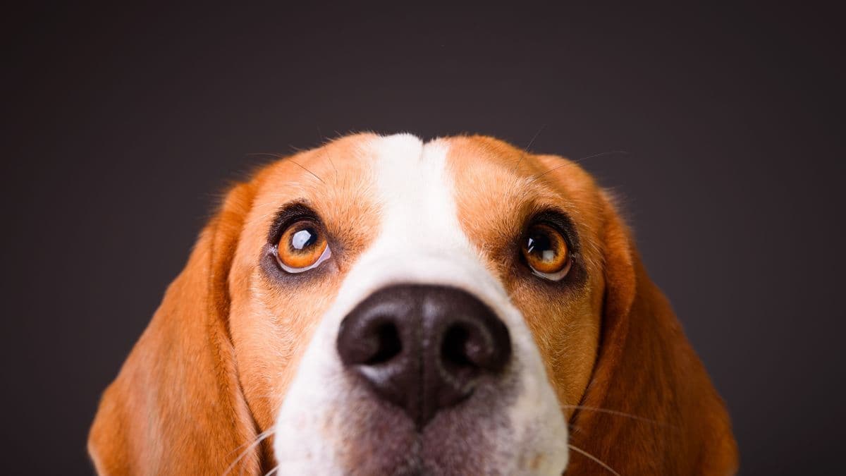 Cannabis em cães com câncer? Ciência aponta resultados promissores com CBD