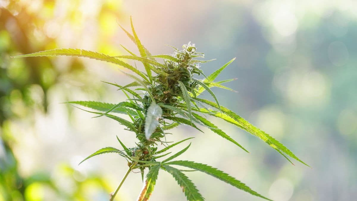 Afinal, a cannabis é tão milagrosa assim? Entenda o que diz a ciência