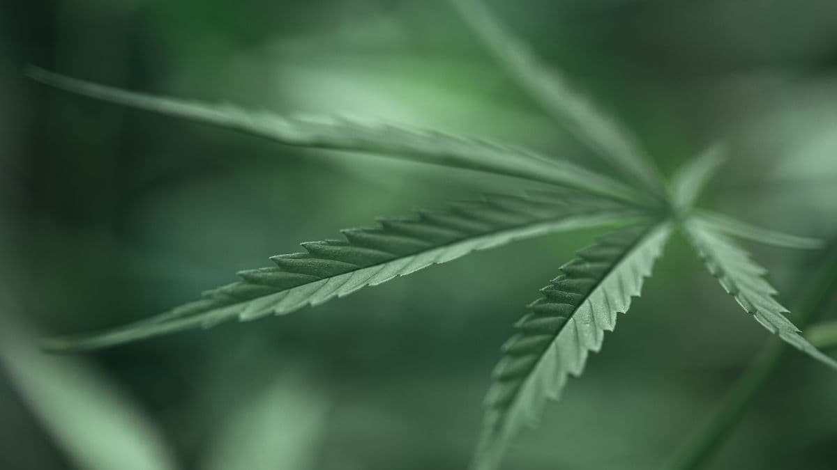 Cannabis medicinal avança entre decisões judiciais e novo marco da Anvisa