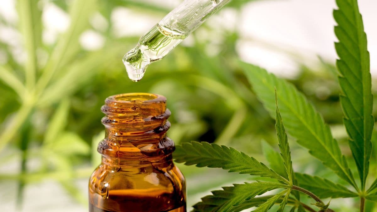 Cannabis medicinal ganha apoio de 92% dos franceses, enquanto acesso permanece limitado