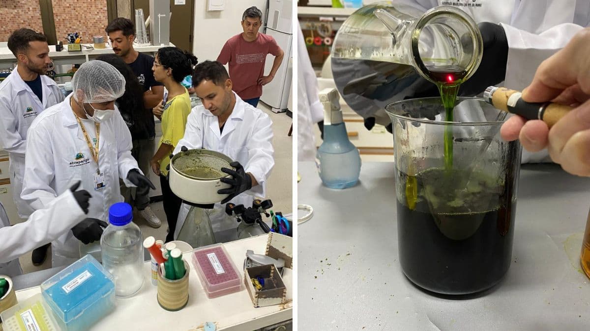 UnB lanza Observatorio de Cannabis para legitimar producción nacional y mapear uso terapéutico