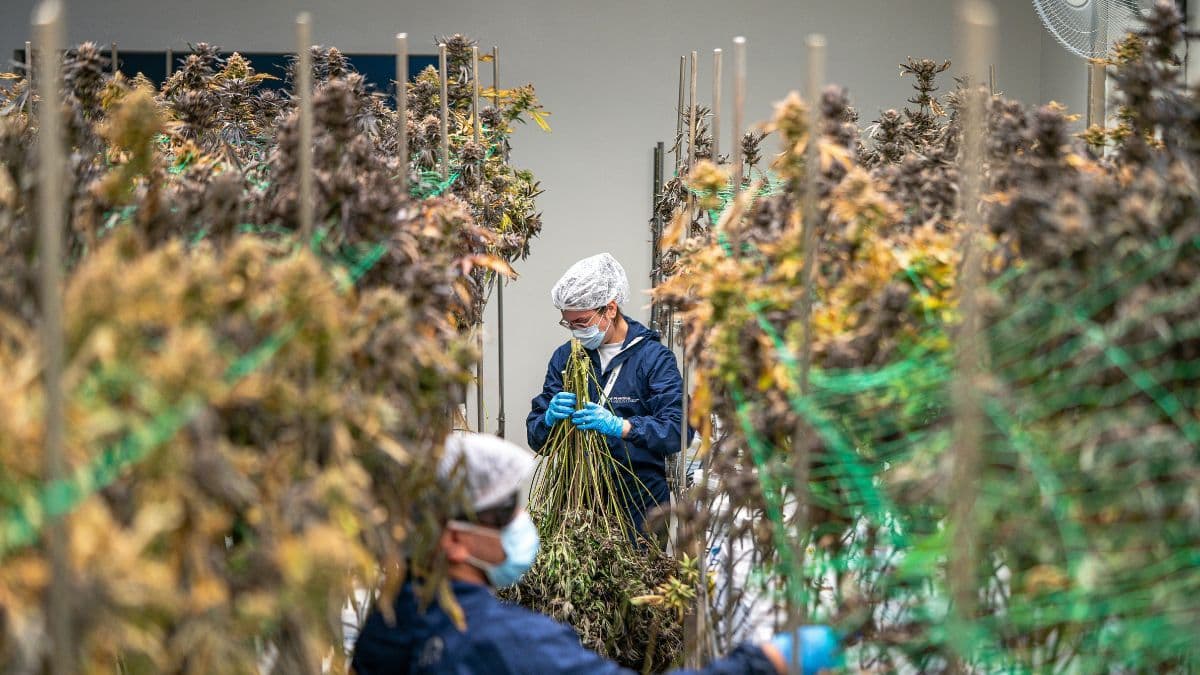 The quality of cannabis products produced by the industry in Brazil