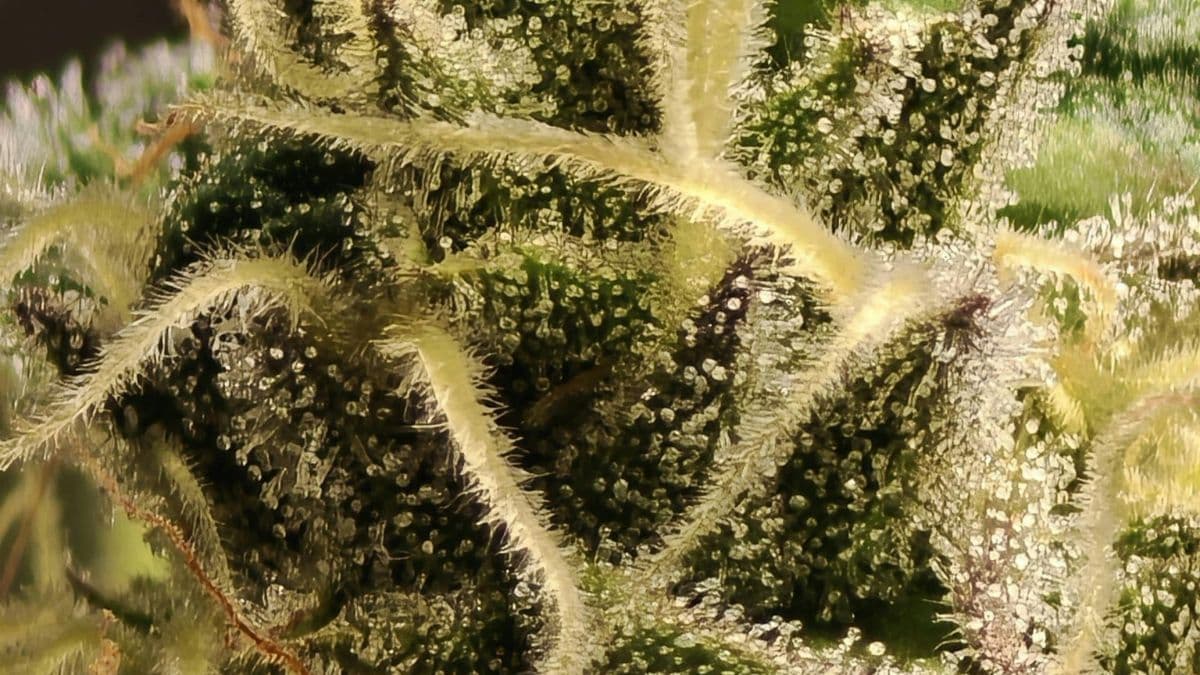 Flavoalcaloides na cannabis: estudo inédito revela nova classe de compostos