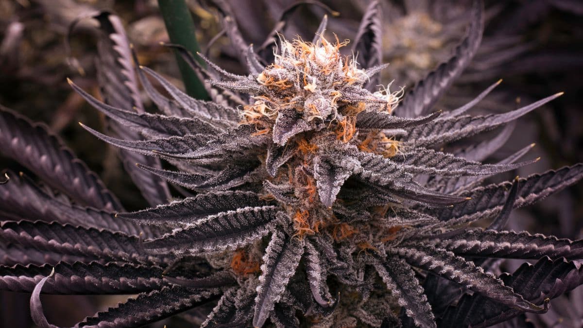 Consumidores e governo avançam para a legalização do THC