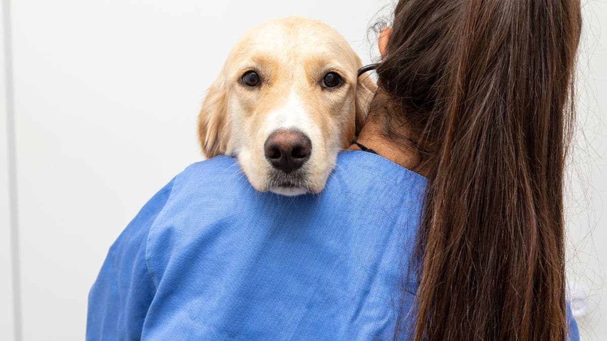El uso de Cannabis sativa avanza en la medicina veterinaria de pequeños animales, según un estudio brasileño