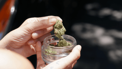 Imagem da noticia: No Canadá: por qué tanta gente está fumando más y más cannabis