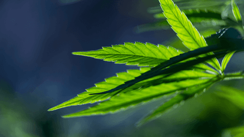 Investigación sugiere que el CBD puede actuar contra el crecimiento de células tumorales