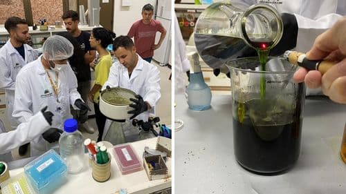 UnB lanza Observatorio de Cannabis para legitimar producción nacional y mapear uso terapéutico