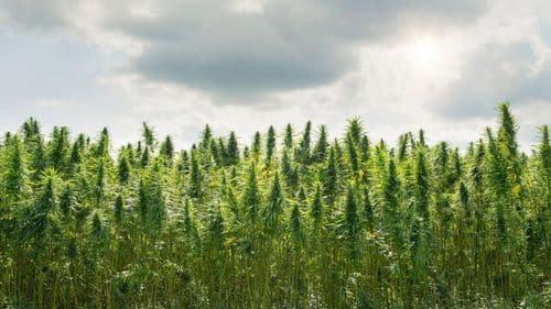 Imagem da noticia: Expoagro Afubra 2026 debate cannabis como alternativa no agro