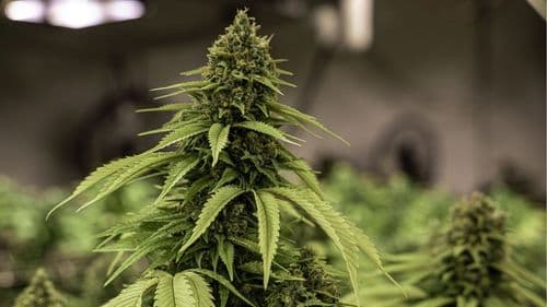 Imagem da noticia: 43º CIOSP debate el futuro de las terapias cannabinoides en Odontología